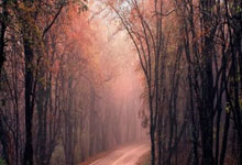 开云下载-雄鹿力克希腊男篮，麦科勒姆制霸全场——豪门对决中的激情与智慧